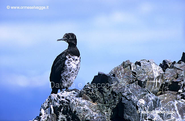 Cormorano imperiale 36-27-03